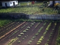 Veggie Garden