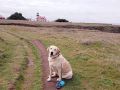Sueann-Horvat-rio-dog-trails-lighthouse