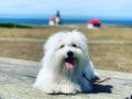 Coton