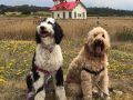 Goldendoodles