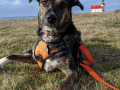 Judson