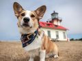 West Coast Corgis